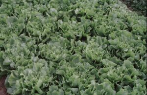 Soelden-Endivien-300x195 Endivie