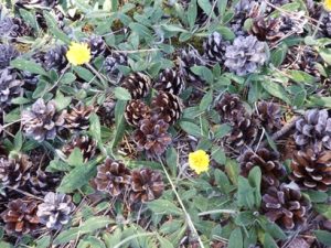 Waldkiefer-Zapfen-300x225 Kiefer