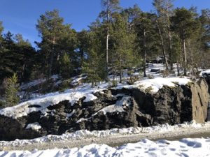 Waldkiefern-in-Norwegen-300x225 Kiefer