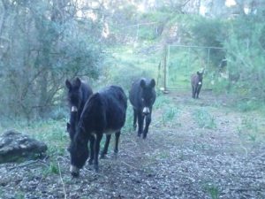 Ases-balears-300x225 Balearenesel