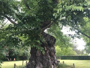 Bergulme-300x225 Ulme