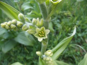 Bluehender-Germer-300x224 Germer