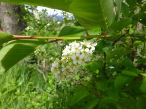 Bluetentraube-Prunus-padus-300x225 Traubenkirsche