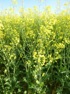 Brassica-napus-225x300 Raps