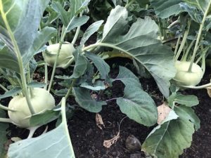 Brassica-oleracea-var.-gongylodes-300x225 Kohlrabi