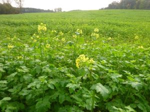 Brassica-rapa-300x225 Raps