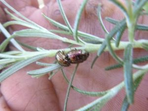 Chrysolina-americana-300x225 Käfer