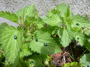 Chrysolina-fastuosa-300x225 Käfer