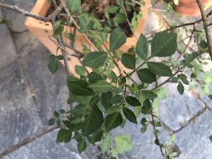 Commiphora-abyssinica-300x225 Myrrhe