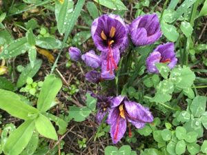 Crocus-sativus-300x225 Safran