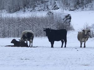 Fjordvieh-im-Schnee-300x225 Eis
