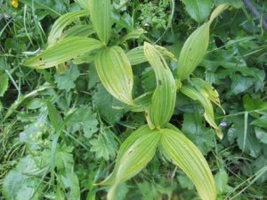 Germer-300x224 Germer