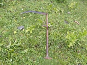 Germer-maehen-300x224 Germer