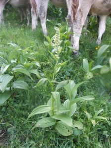 Germer-vor-Vieh-224x300 Germer