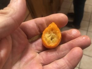 Kumquat-300x225 Kumquat