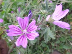Malva-sylvestris-300x225 Malvengewächse