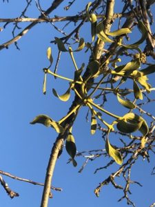 Mistel-225x300 Mistel