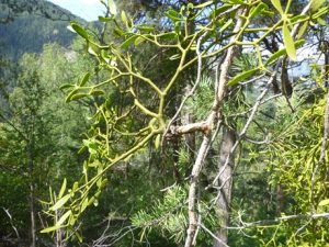 Mistel-auf-Kiefer-300x225 Mistel