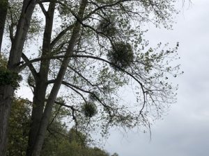 Misteln-300x225 Mistel