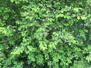 Prunus-padus-300x225 Traubenkirsche