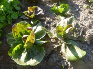 Radicchio-300x225 Radicchio