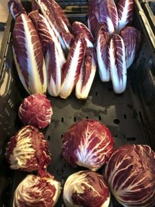 Radicchio-darunter-Treviso-225x300 Radicchio