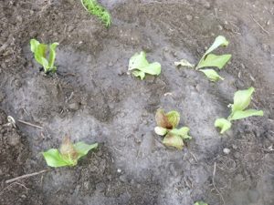 Radicchiopflaenzchen-300x225 Radicchio