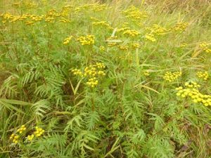 Rainfarn-300x225 Rainfarn