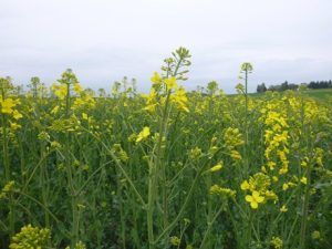 Rapsfeld-300x225 Raps