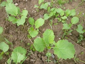 Rapspflaenzchen-300x225 Raps