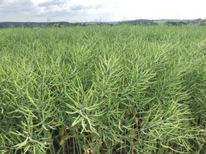 Reifes-Rapsfeld-300x225 Raps