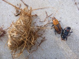 Rhynchophorus-ferrugineus-300x225 Roter Palmrüssler