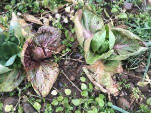 Rosettenzichorie-300x225 Radicchio