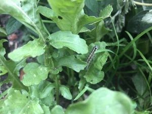 Rucola-mit-Kohlweisslingsraupe-300x225 Kohlweißling