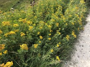 Tanacetum-vulgare-300x225 Rainfarn
