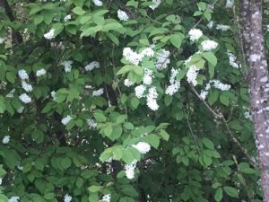 Traubenkirsche-bluehend-300x225 Traubenkirsche