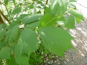 Ulmus-glabra-300x225 Ulme