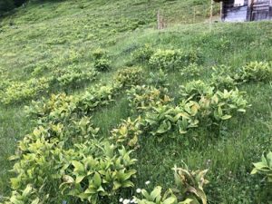 Veratrum-album-300x225 Germer