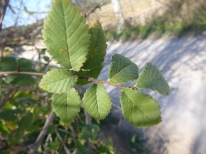 Zweig-von-Ulmus-minor-300x225 Ulme