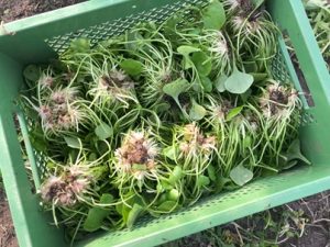 Geernteter-Postelein-300x225 Postelein