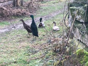 Indische-Laufenten-300x225 Laufente