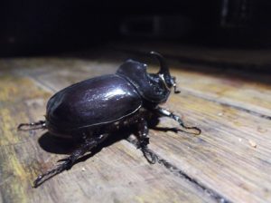 Oryctes-nasicornis-300x224 Einhorn