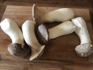 Pleurotus-eryngii-300x225 Seitlinge