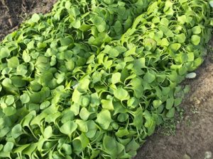 Postelein-300x225 Postelein