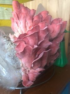 Rosenseitlinge-1-225x300 Seitlinge