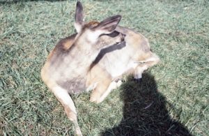 Waterloo-Odocoileus-virginianus-300x195 Hirsche