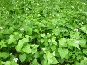 Alliaria-petiolata-300x225 Knoblauchsrauke