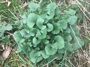 Alliaria-petiolata-im-ersten-Jahr-300x225 Knoblauchsrauke