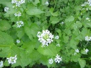 Blueten-und-Blaetter-von-Alliaria-petiolata-300x225 Knoblauchsrauke