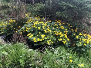 Caltha-palustris-300x225 Sumpf-Dotterblume